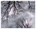 Winter Trees 1 by John Valceanu - Click for screen resolution