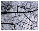 Winter Trees 2 Photo by John Valceanu - Click for screen resolution
